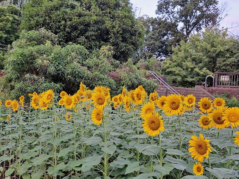 ひまわり県立相模原公園